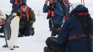 antarctique manchot empereur